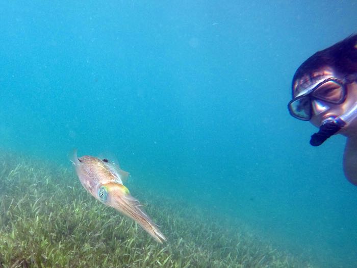 Michael & Caribbean Reef Squid 