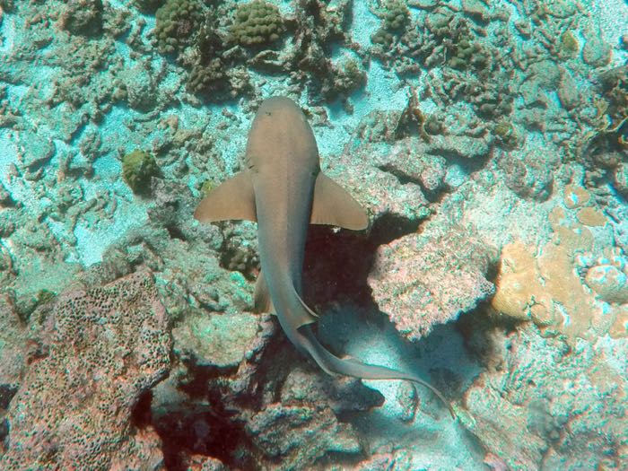 Nurse Shark (5 feet)