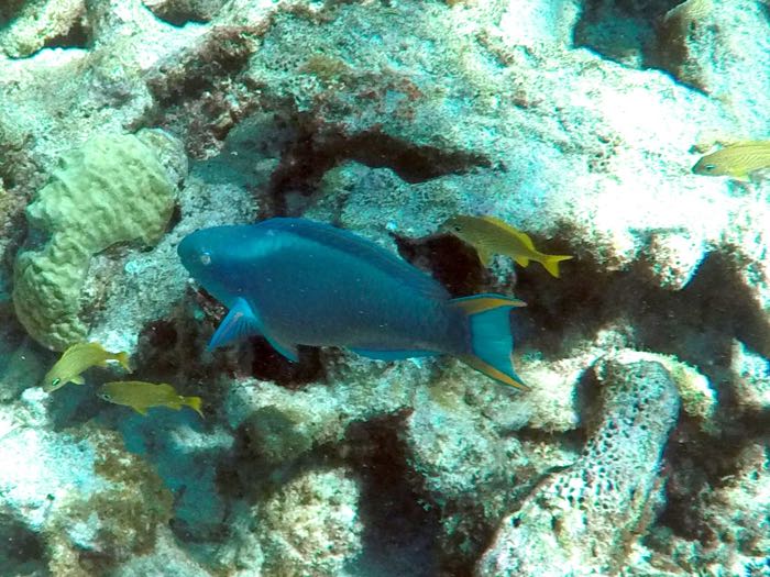 Princess Parrotfish (10