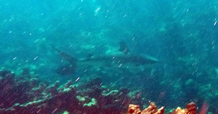 Reef Shark (5 feet)