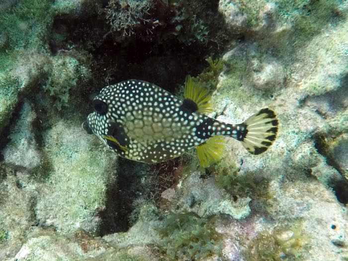 Smooth Trunkfish (5