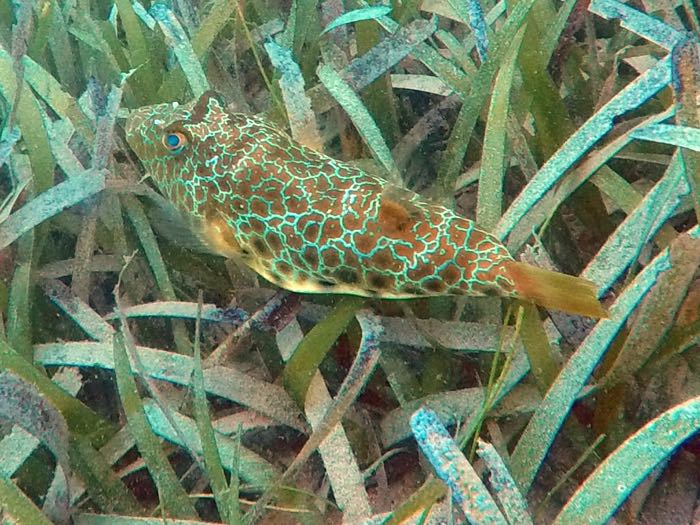 Beach Center Near Raft Checkered Puffer