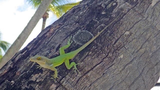 Green Tree Lizard AKA 