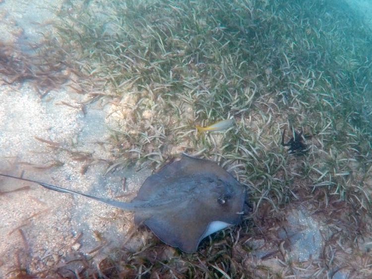 Beach central Southern stingray (3 feet)