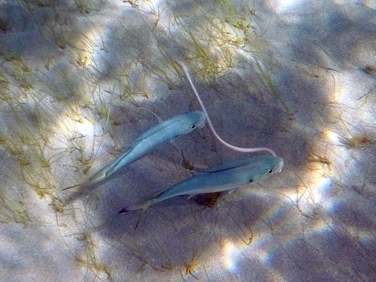 Beach right - Two White grunts with a Sand Eel