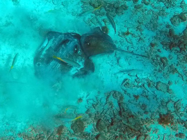 Reef Mother and child Southern Stingray