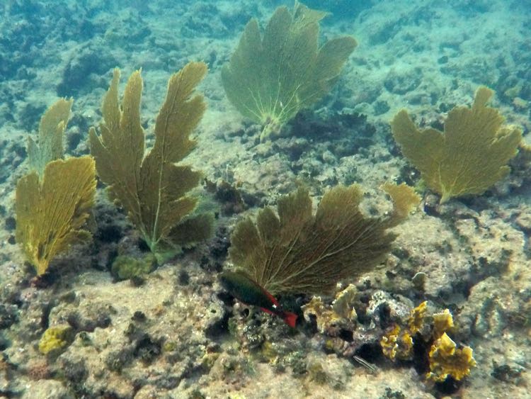 Reef Redband Parrotfish Initial phase