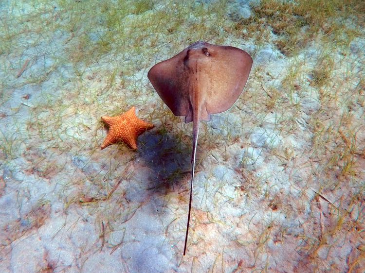 Beach center right Sea Star and Stingray