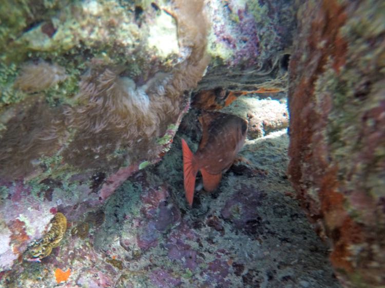 Rocks left of harbor - Glass-eyed snapper