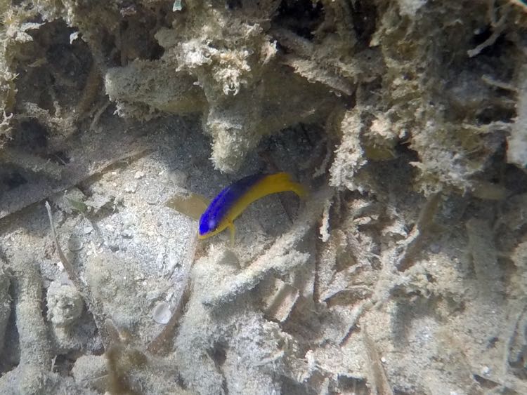 Beaugregegory Damselfish Juvenile (1