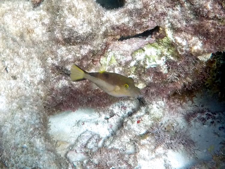 Sharpnose Puffer (2