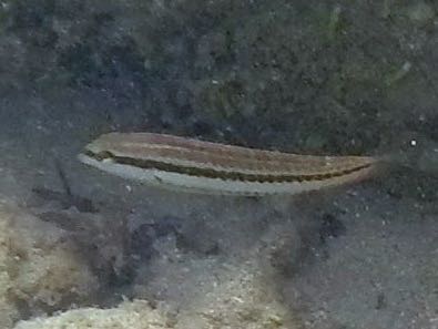 Slippery Dick Wrass Juvenile (1.5