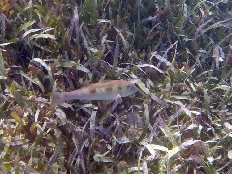 Spotted Goatfish