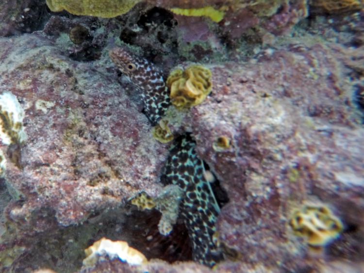 Spotted Moray Eel (12