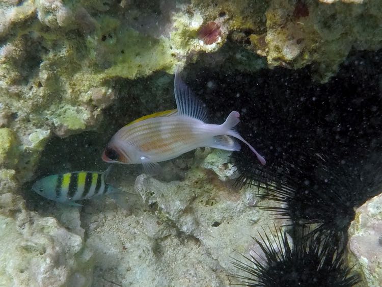 Squirrelfish (8