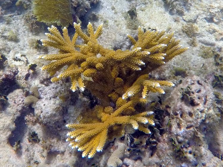 Staghorn Coral