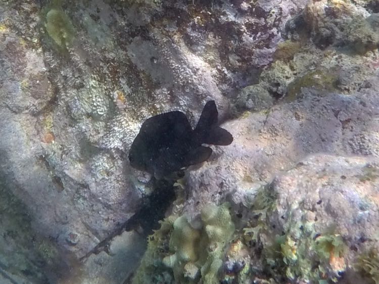 Threespot Damselfish (4