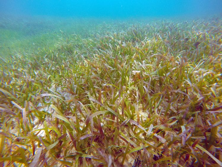 Turtle Grass (Thalassia testudinum)