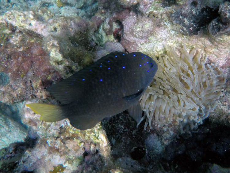 Yellowtail Damselfish Male (6