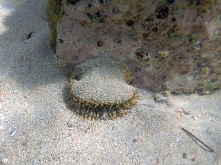 Antillean Fileclam (1.5