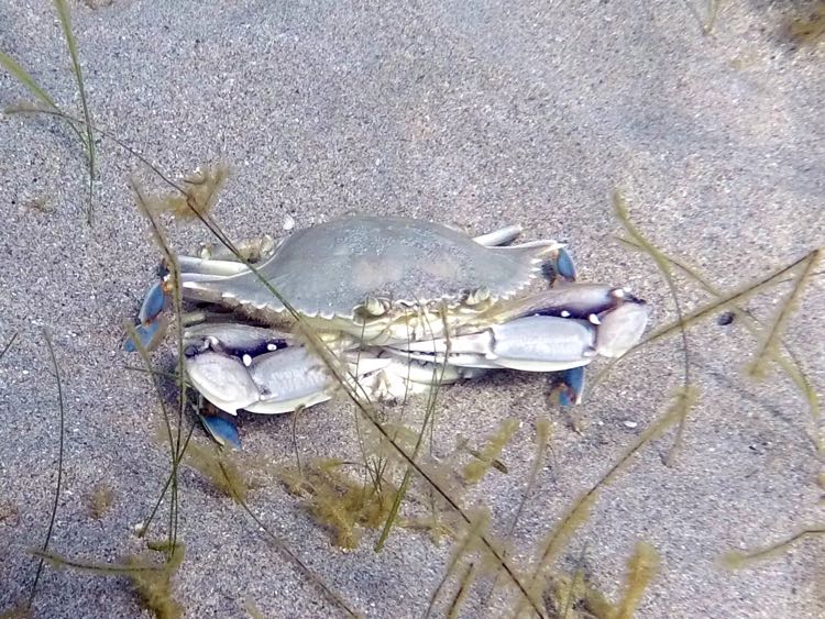 Blue Crab (4