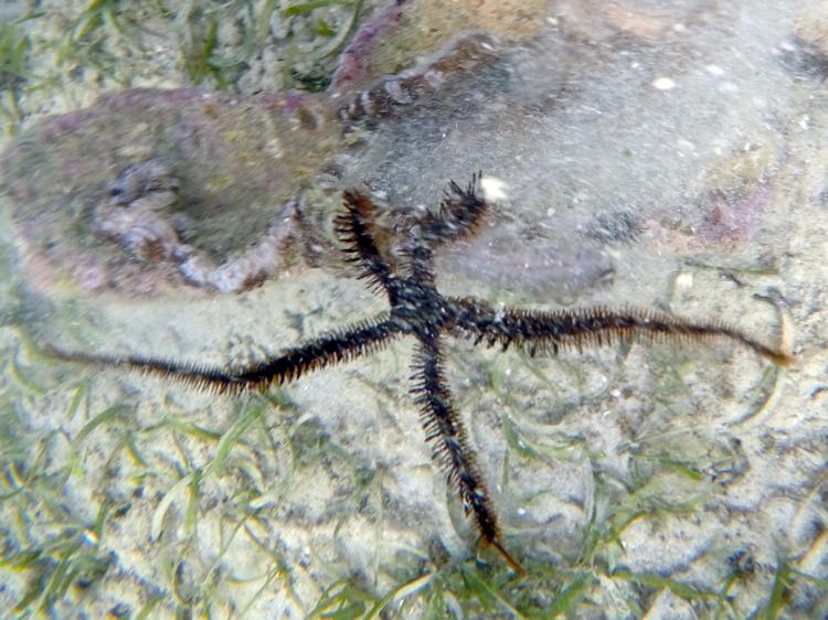 Blunt-Spined Brittle Star