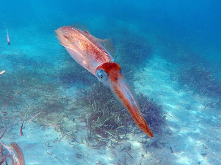 Caribbean Reef Squid