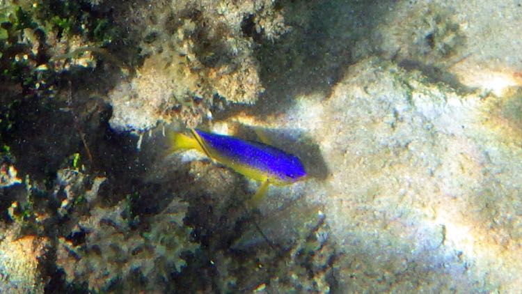 Cocoa Damselfish Juvenile (1