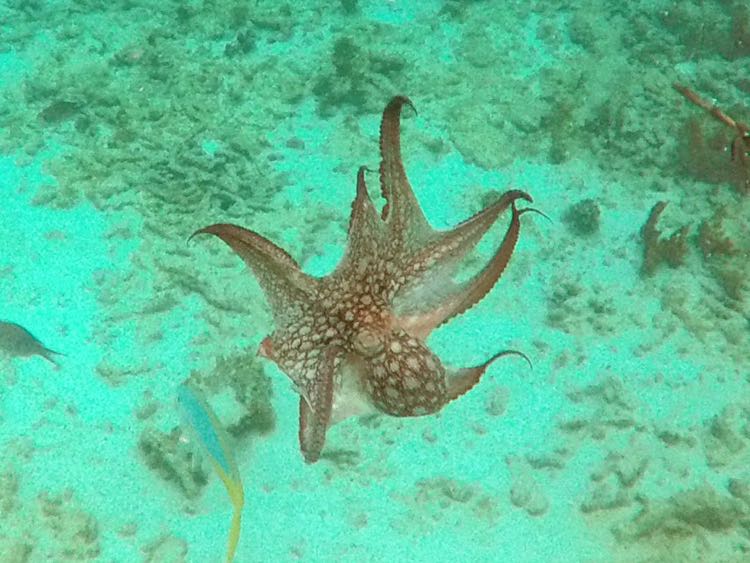 Common Octopus