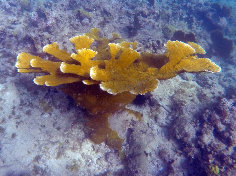 Elkhorn Coral