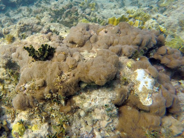 Encrusting Gorgonian