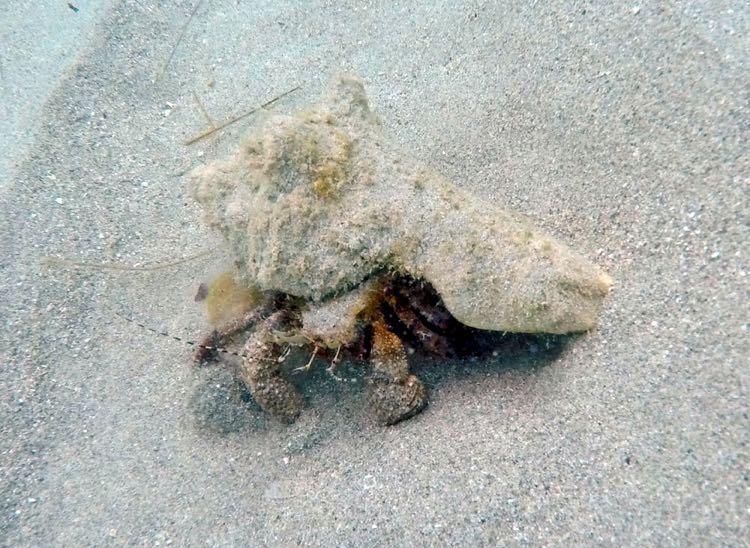 Giant Hermit Crab