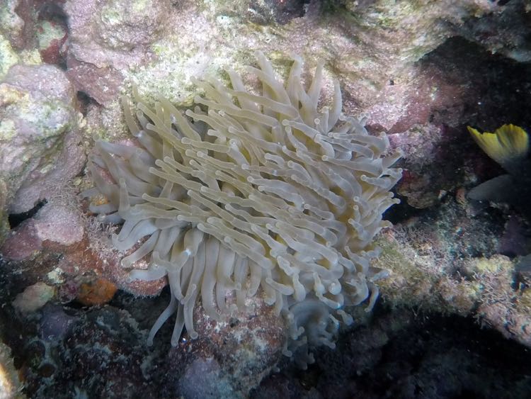 Giant Tube Anemone