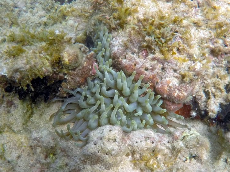 Giant Tube Anemone