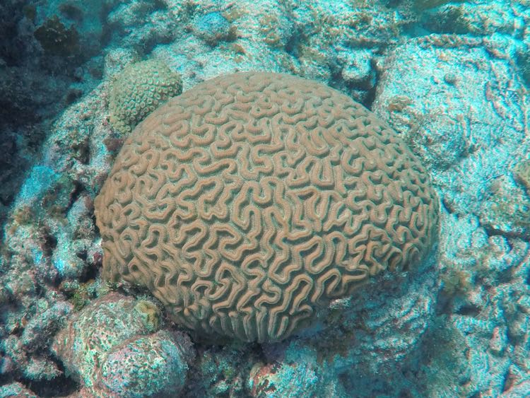 Grooved Brain Coral