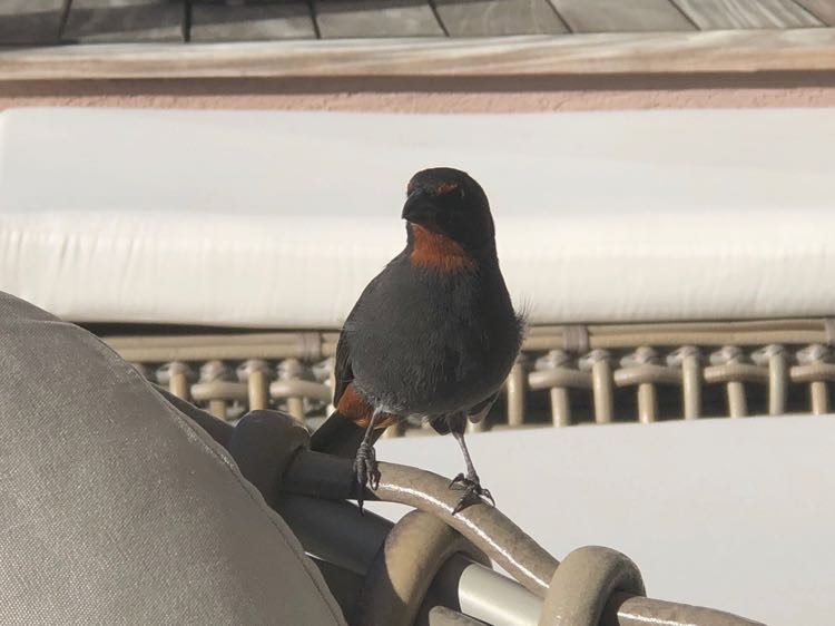 Lesser Antillean bullfinch