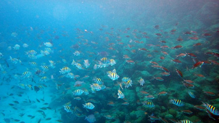                    Sergeant Major              Brown Chromis