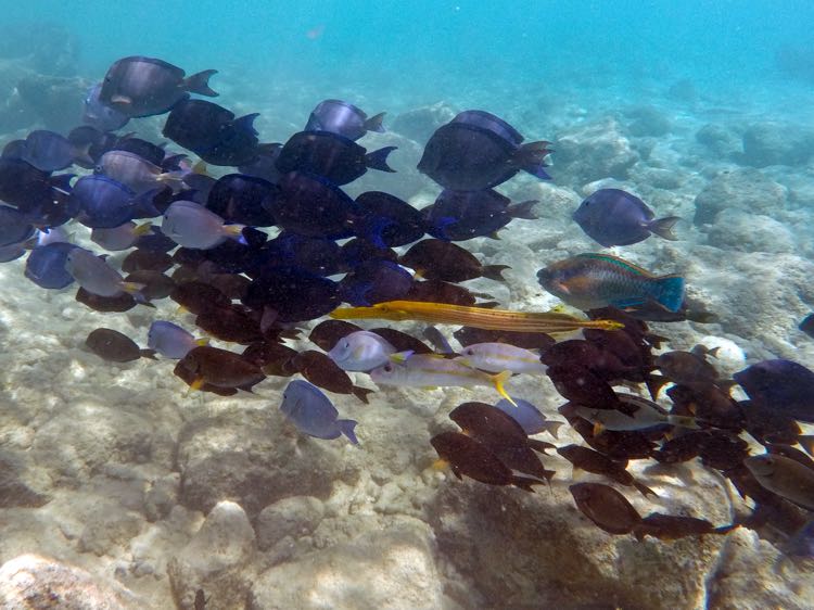 Blue Tang with yellow Trumpetfish