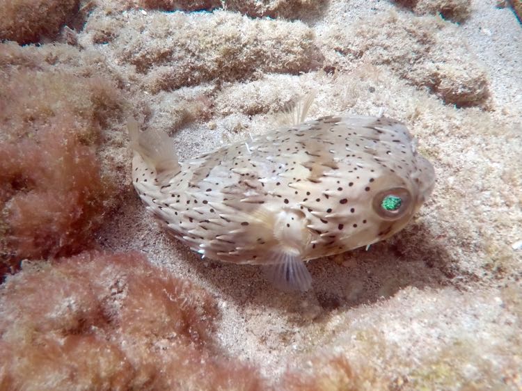 Bridled Burrfish (10