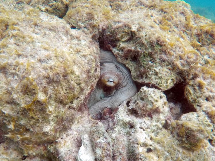 Caribbean Reef Octopus