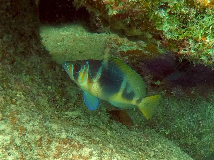 Barred Hamlet (4