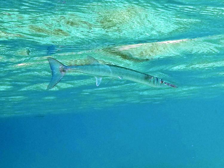 Flat Needlefish (24