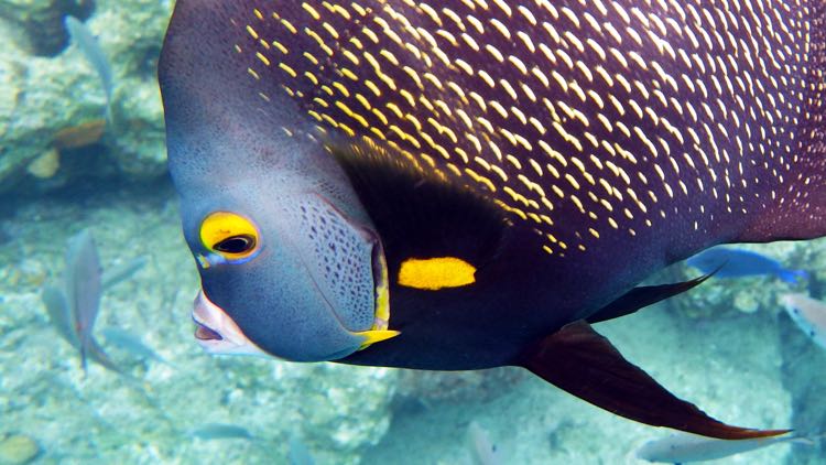 French Angelfish (15