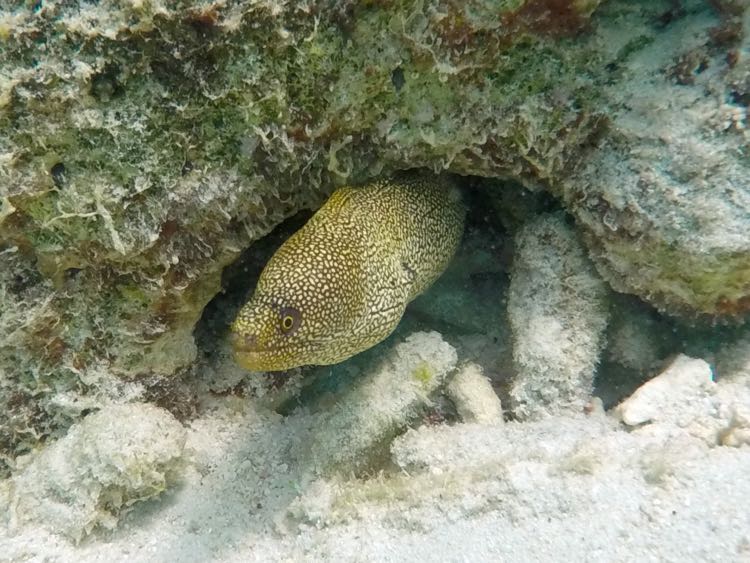 Goldentail Moray