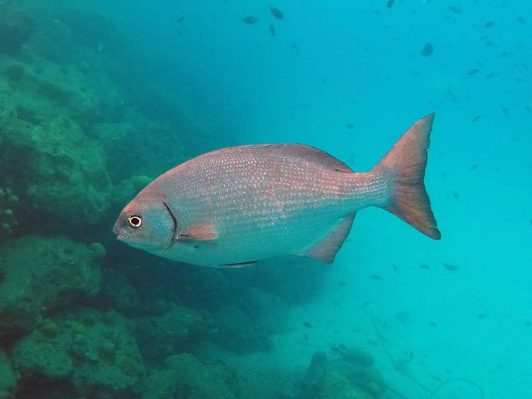 Bermuda Chub (15