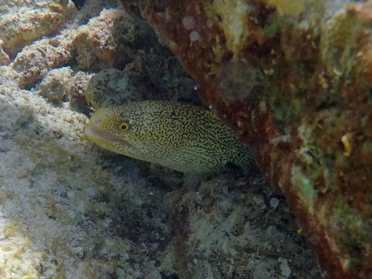 Goldentail Moray Eel