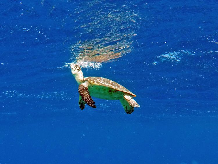 Hawksbill Sea Turtle