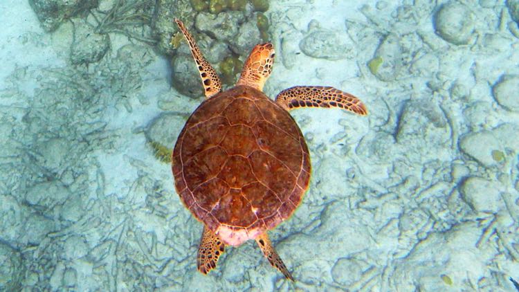 Hawksbill Sea Turtle