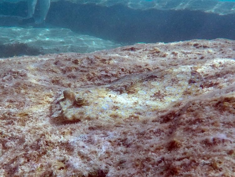 Peacock Flounder (12