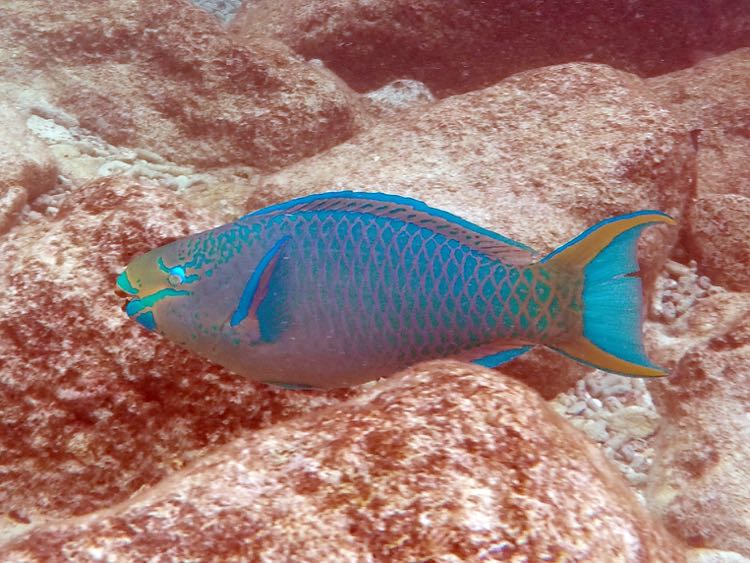 Queen Parrotfish (24